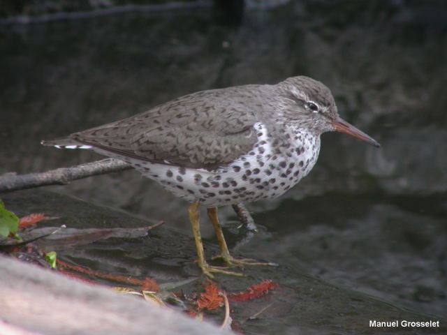 Photo (7): Spotted Sandpiper