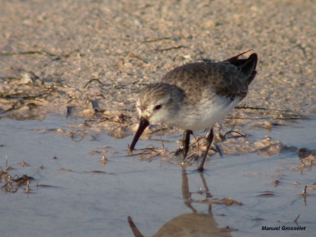 Photo (7): Western Sandpiper
