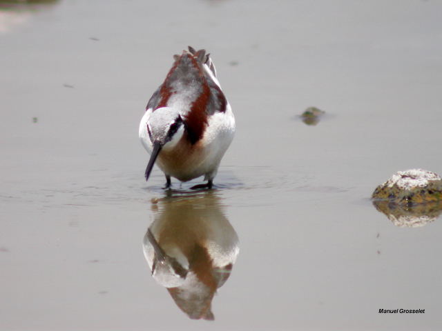Image (5): Phalarope de Wilson