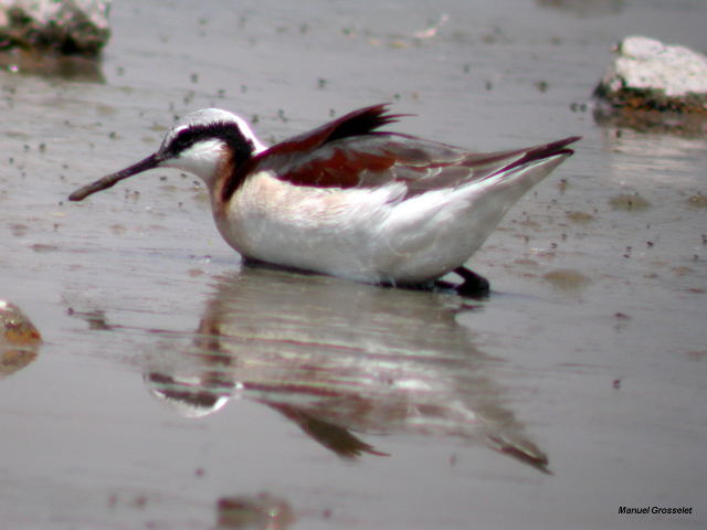 Image (6): Phalarope de Wilson