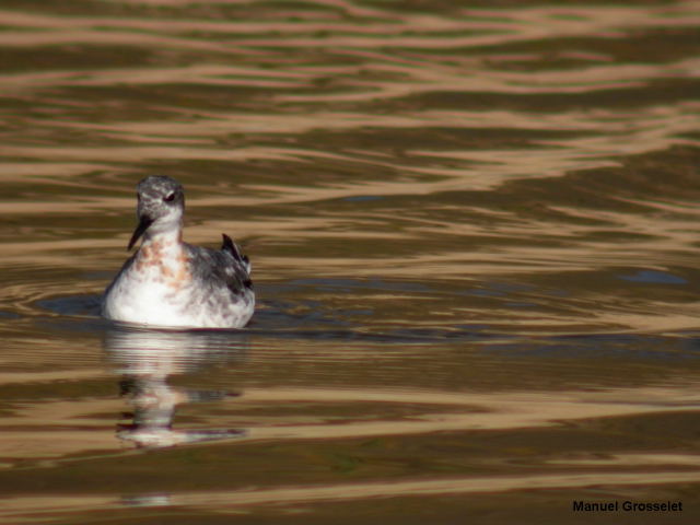 Photo (16): Red-necked Phalarope
