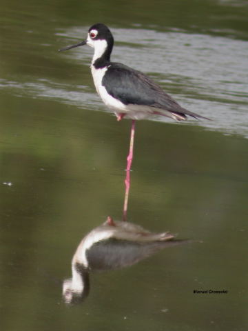 Photo (10): Black-necked Stilt