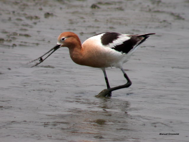 Photo (8): American Avocet