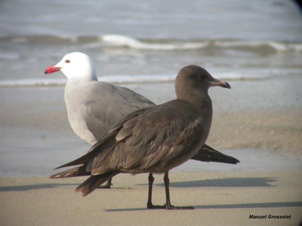 Photo (14): Heermann's Gull