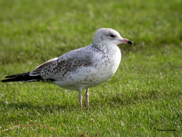 Photo (20): Ring-billed Gull