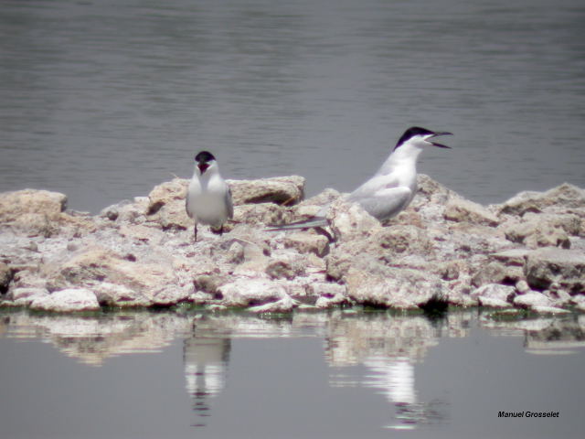 Photo (4): Gull-billed Tern