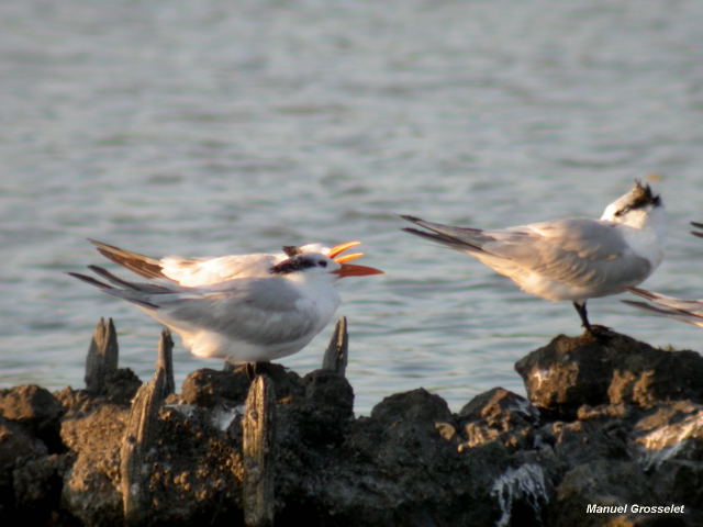 Photo (12): Royal Tern