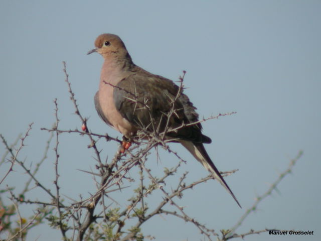 Photo (14): Mourning Dove