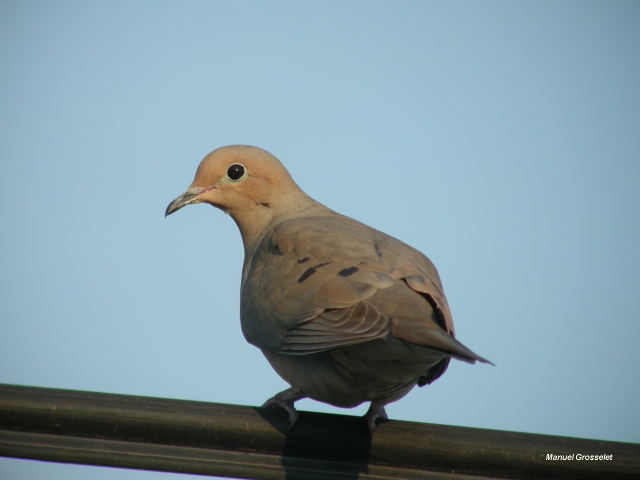 Photo (7): Mourning Dove