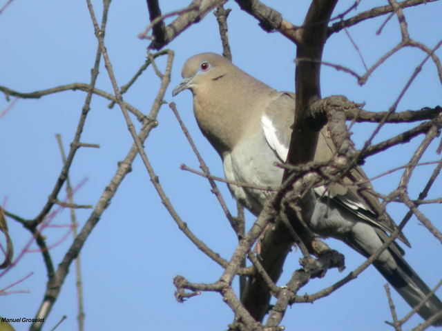 Photo (12): White-winged Dove
