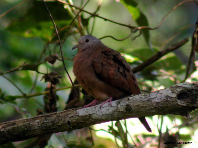 Photo (6): Ruddy Ground-Dove