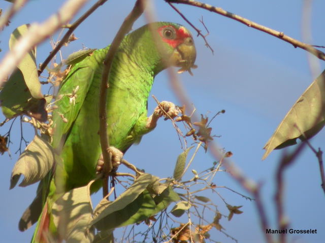 Photo (5): White-fronted Parrot