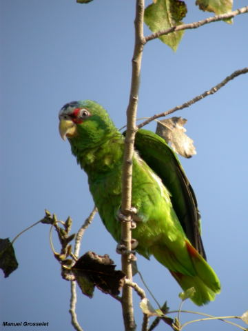 Photo (7): White-fronted Parrot
