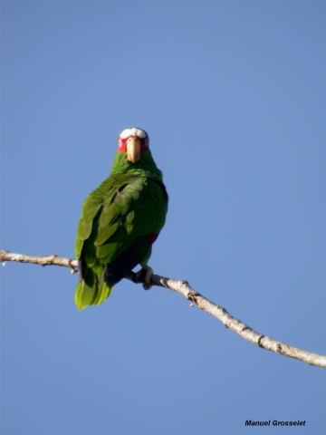 Photo (8): White-fronted Parrot