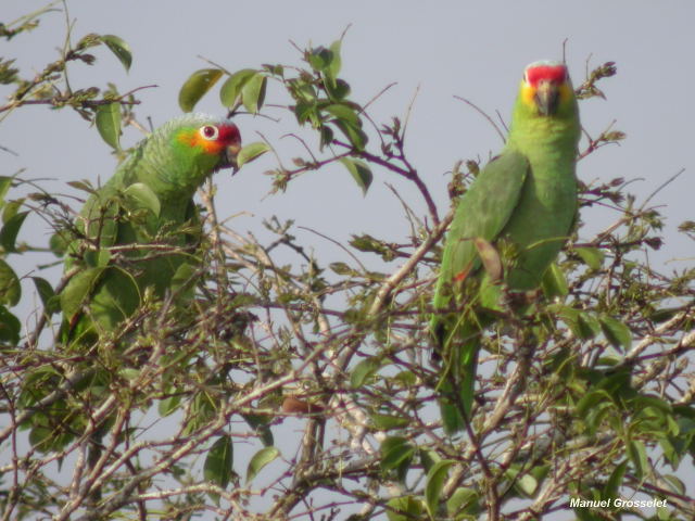 Photo (11): Red-lored Parrot