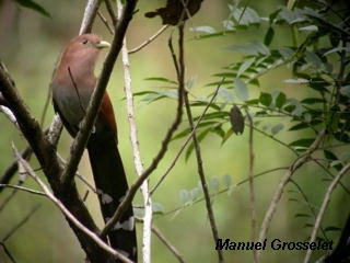 Photo (3): Squirrel Cuckoo