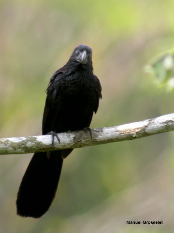 Photo (11): Groove-billed Ani