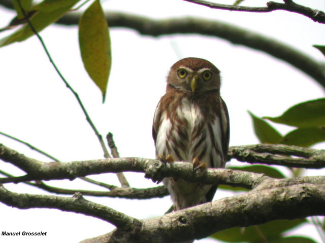 Photo (5): Ferruginous Pygmy-Owl