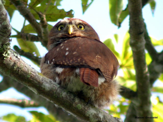 Photo (15): Ferruginous Pygmy-Owl