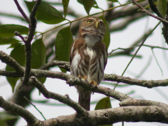 Photo (18): Ferruginous Pygmy-Owl