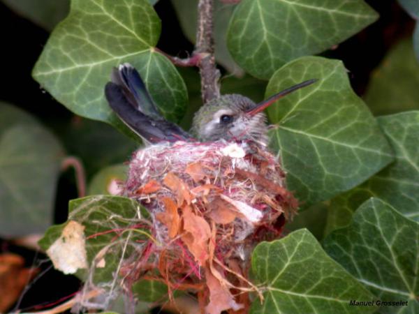 Photo (14): Broad-billed Hummingbird