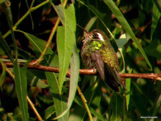 Photo (4): White-eared Hummingbird
