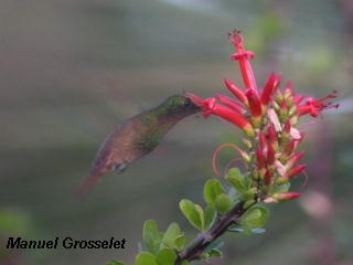 Photo (5): Berylline Hummingbird