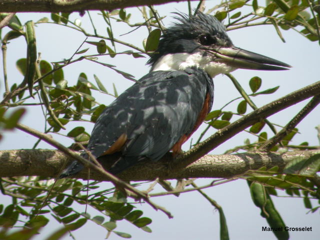 Photo (1): Ringed Kingfisher