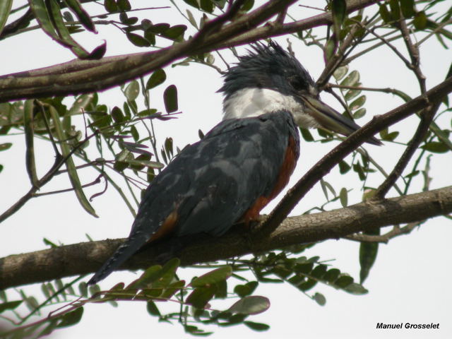Photo (3): Ringed Kingfisher
