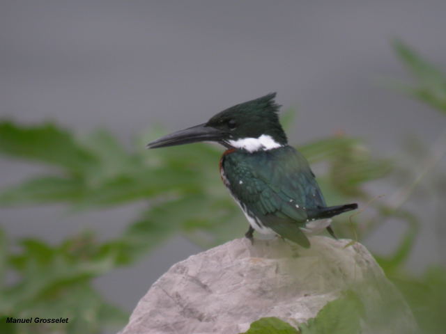 Photo (9): Green Kingfisher