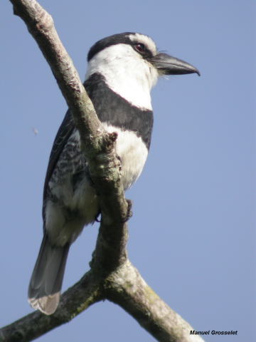 Photo (1): White-necked Puffbird