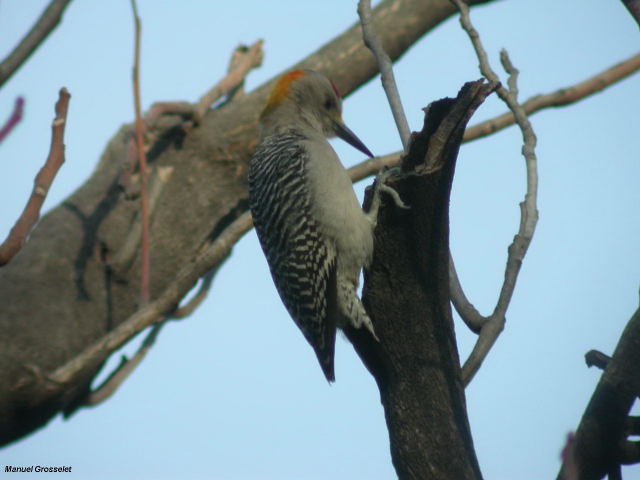 Photo (8): Golden-fronted Woodpecker
