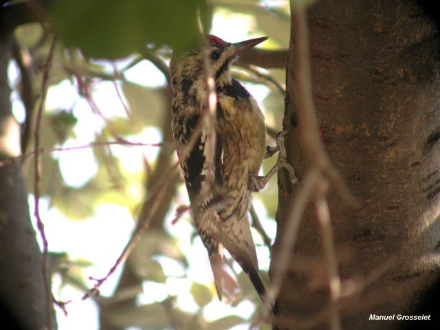 Photo (7): Yellow-bellied Sapsucker