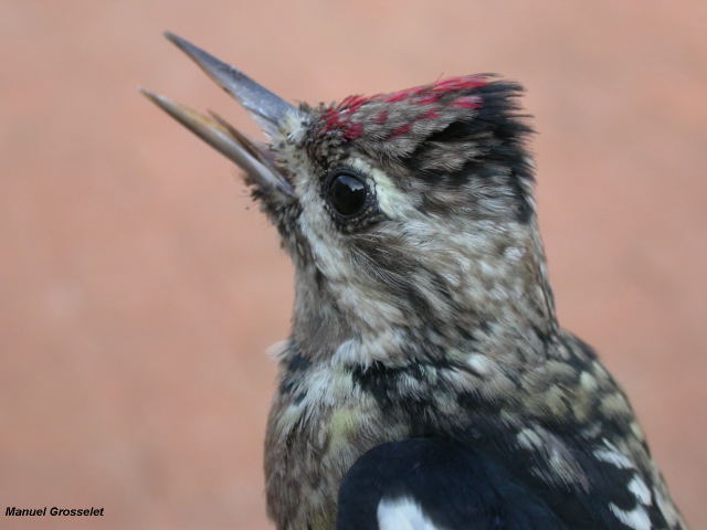 Photo (8): Yellow-bellied Sapsucker