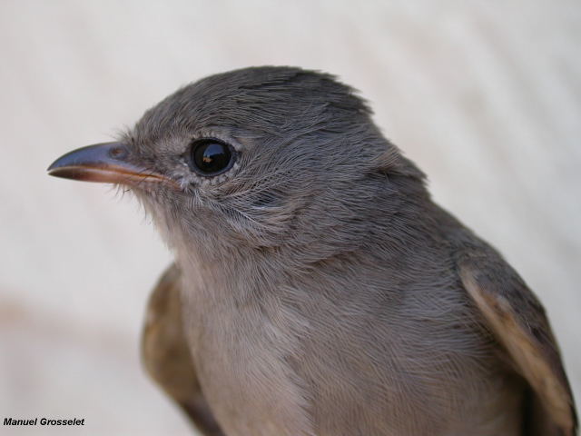 Photo (3): Northern Beardless-Tyrannulet