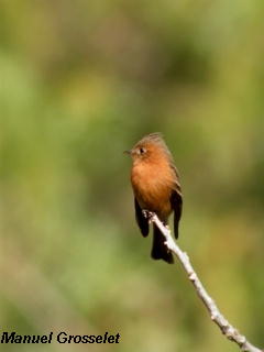 Photo (1): Tufted Flycatcher