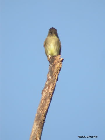Photo (3): Tropical Pewee