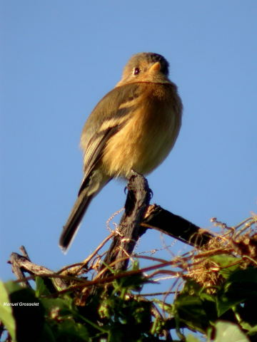 Photo (3): Buff-breasted Flycatcher