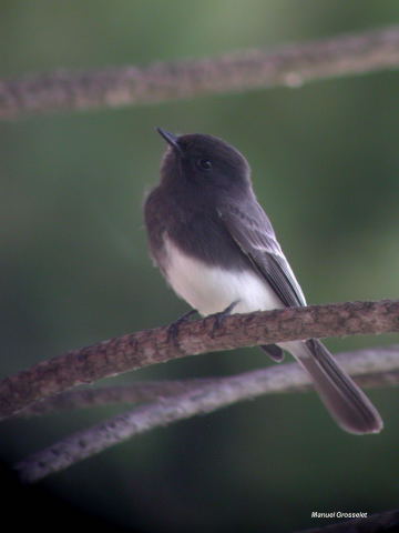 Photo (10): Black Phoebe