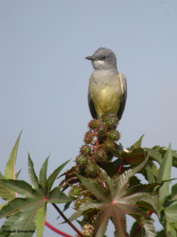 Photo (10): Cassin's Kingbird