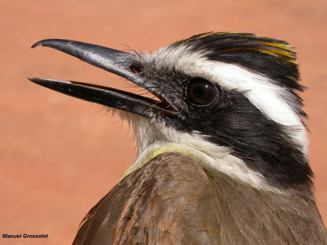 Photo (14): Great Kiskadee