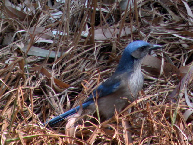 Photo (4): Western Scrub-Jay
