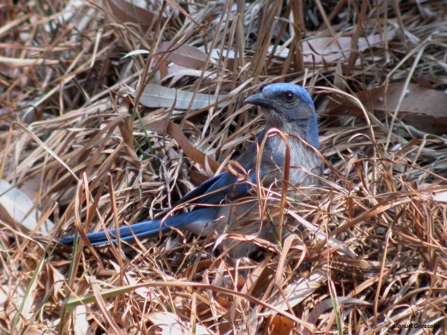 Photo (2): Western Scrub-Jay