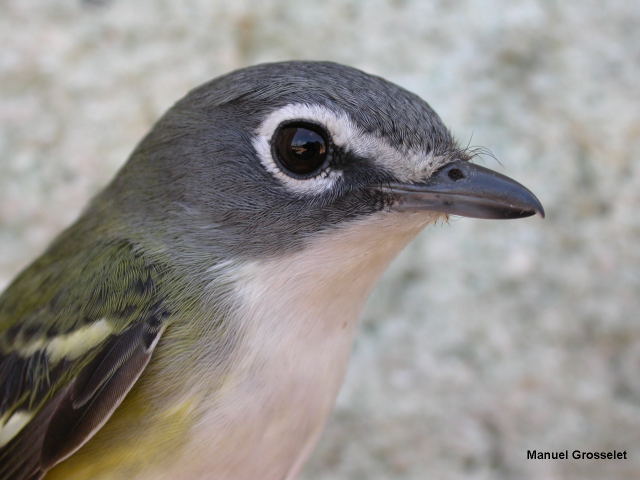 Photo (17): Blue-headed Vireo