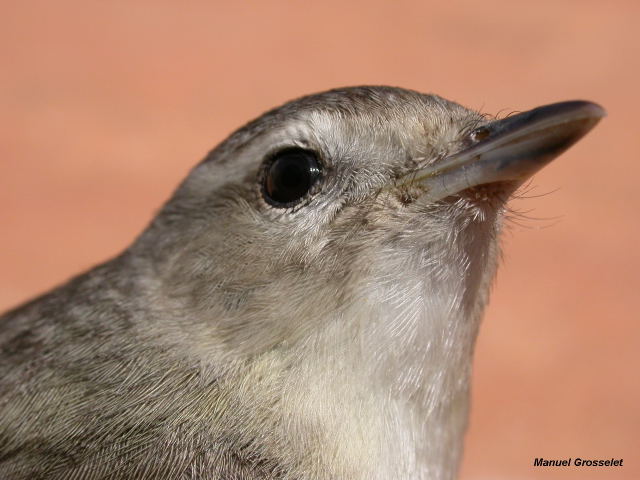 Photo (12): Warbling Vireo