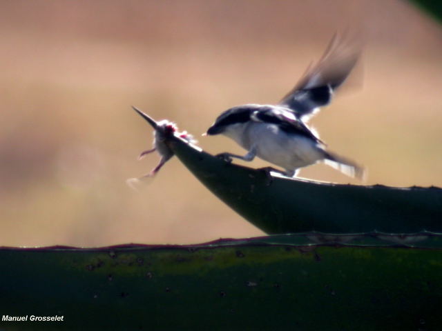 Photo (13): Loggerhead Shrike
