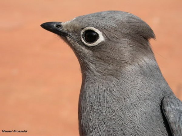 Photo (5): Gray Silky-flycatcher