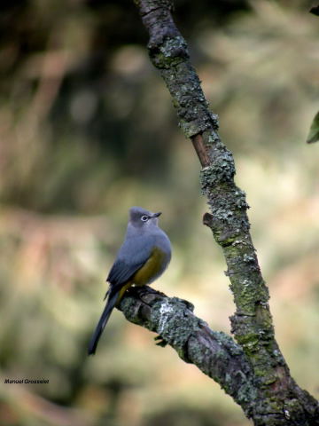 Photo (1): Gray Silky-flycatcher