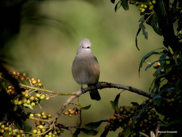 Photo (4): Gray Silky-flycatcher