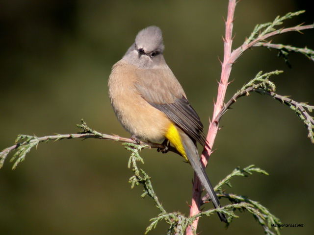 Photo (2): Gray Silky-flycatcher